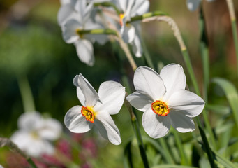 Spring flowers Narcissus poeticus, also called Poet's narcissus, at the historic walled garden in the Borough of Hillingdon, London, UK. 