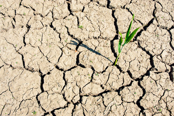 Texture of a dried up arable soil with a grain stalk