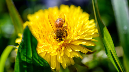 APE RACCOGLIE POLLINE SU UN FIORE GIALLO