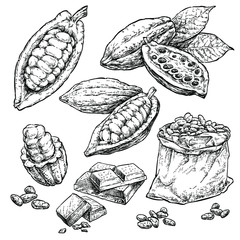 Cocoa beans hand draw vector set. Healthy food illustration in retro style. Engraved style illustration. Set 1