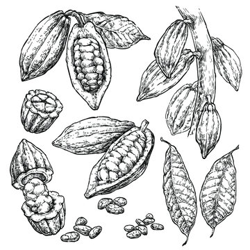 Cocoa beans hand draw vector set. Healthy food illustration in retro style. Engraved style illustration. Set 2