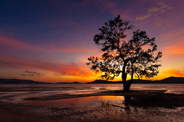 sunset on the beach and colorful sky with tree and sunstar