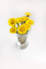 coltsfoot blooms flower lumina vase glass small spring first yellow stamen bud pestle sunny foalfoot