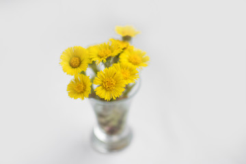 coltsfoot blooms flower lumina vase glass small spring first yellow stamen bud pestle sunny foalfoot