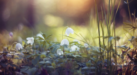 Spring primroses - flowers of an anemony © Azaliya (Elya Vatel)