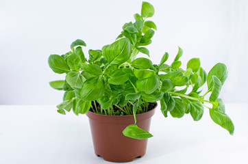 Fresh green basil plant in ceramic pot isolated on white background. Culinary herb great in pasta and Italian cuisine.