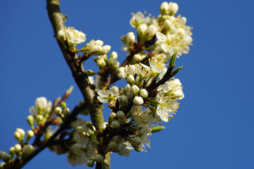 Mirabelle Blüte Obstbaum