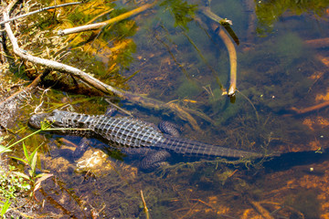 alligator in the water
