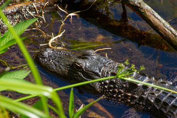 alligator in the water
