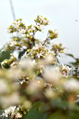 white flowers on a tree