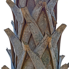 Palm Tree Bark