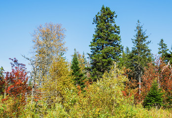 Fototapeta premium Beautiful autumn forest