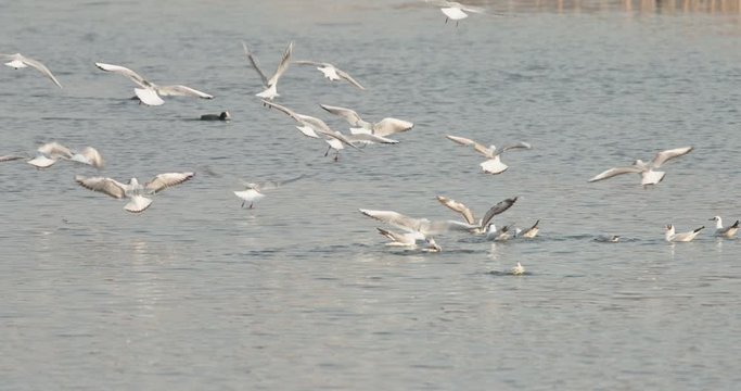Seagulls eating in the water. Seabirds in wildlife biodiversity of insular ecosystems. Seabirds and island communities, Biodiversity awareness conservation of insular species in Delta Vacaresti
