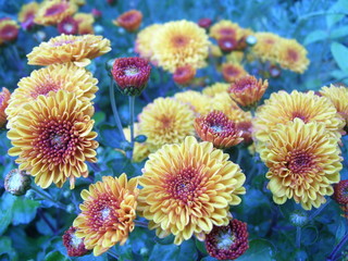 Chrysanthemen im Garten