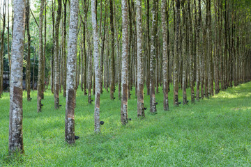 Naklejka premium Landscape of Hevea brasiliensis Muell. Arg. or Para Rubber