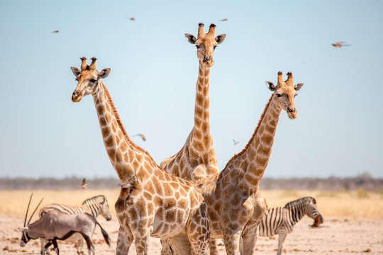 Wild Giraffes in Etosha, Namibia, Africa