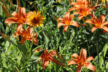 orange lily in the garden