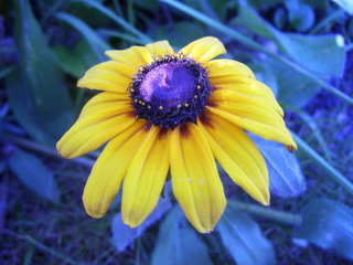 gelber Sonnenhut im Garten