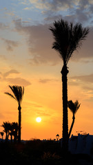 Palmen in Ägypten beim Sonnenuntergang