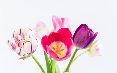 Beautiful bouquet of purple and pink tulips on white background. Close up