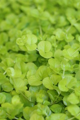 Tojeść rozesłana Lysimachia nummularia