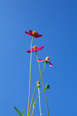 beautiful cosmos flower
