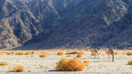 Kamele in einer Wüste in Ägypten