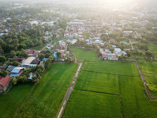 Fototapeta na wymiar Aerial view Malays village near paddy field in morning.