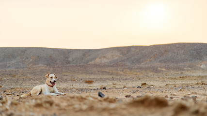 Fototapeta na wymiar Hund in der Wüste