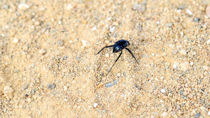 Käfer im Sand