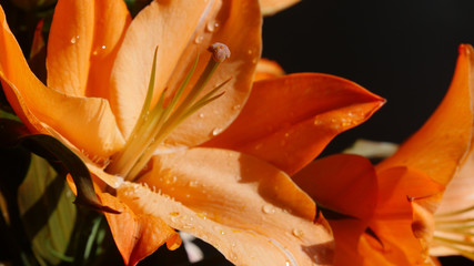 Fototapeta na wymiar orange Lily with black background close up 