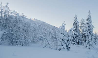 Beautiful winter forest in the moring light with the Ural mountains in the background