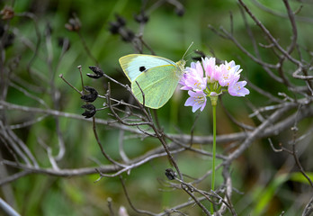 Butterfly on a flower
