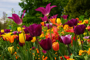 Tulpen Blumen Garten