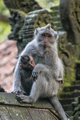 Mono Macaco arropa a su cría en lo alto de un templo mientras contempla directamente a la cámara
