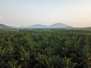 Aerial view oil palm leaves.