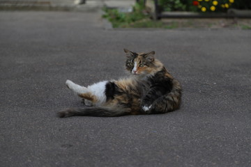 Naklejka premium cat on the ground