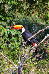 Toucan in Argentine jungle near Iguazu Falls 