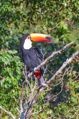 Toucan in Argentine jungle near Iguazu Falls 