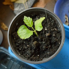 Little hibiscus plant © Ignisdev Ltd