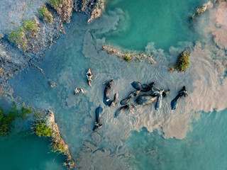 Buffaloes sink in water.