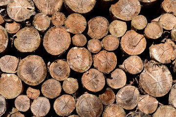 tas de bois sur une exploitation forestière