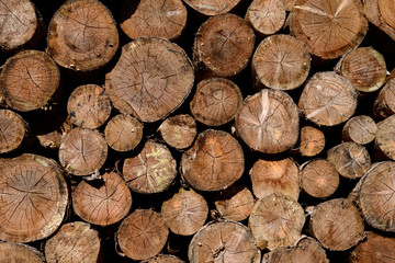 détails d'un tas de bois coupé 