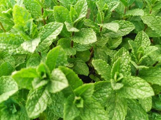 The leaves and flowers of the mint tree in natural green background