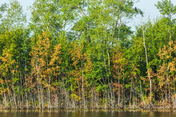 Obraz premium Fall Colors along a Pond