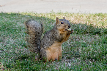 squirrel eating nut
