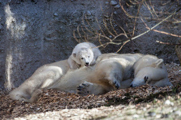 Eisb&auml;r mit Jungtier