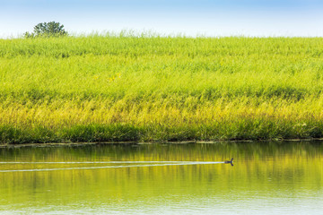 Duck Swimming By