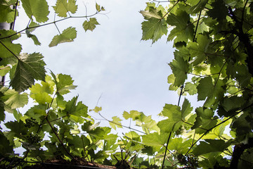 Heidelberg und Neckartal
