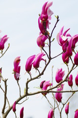 春の花　モクレン